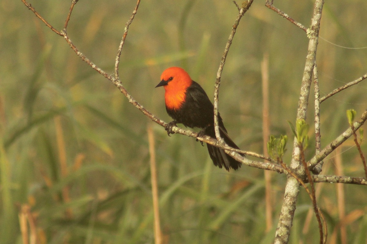 Scarlet-headed Blackbird - ML641807549
