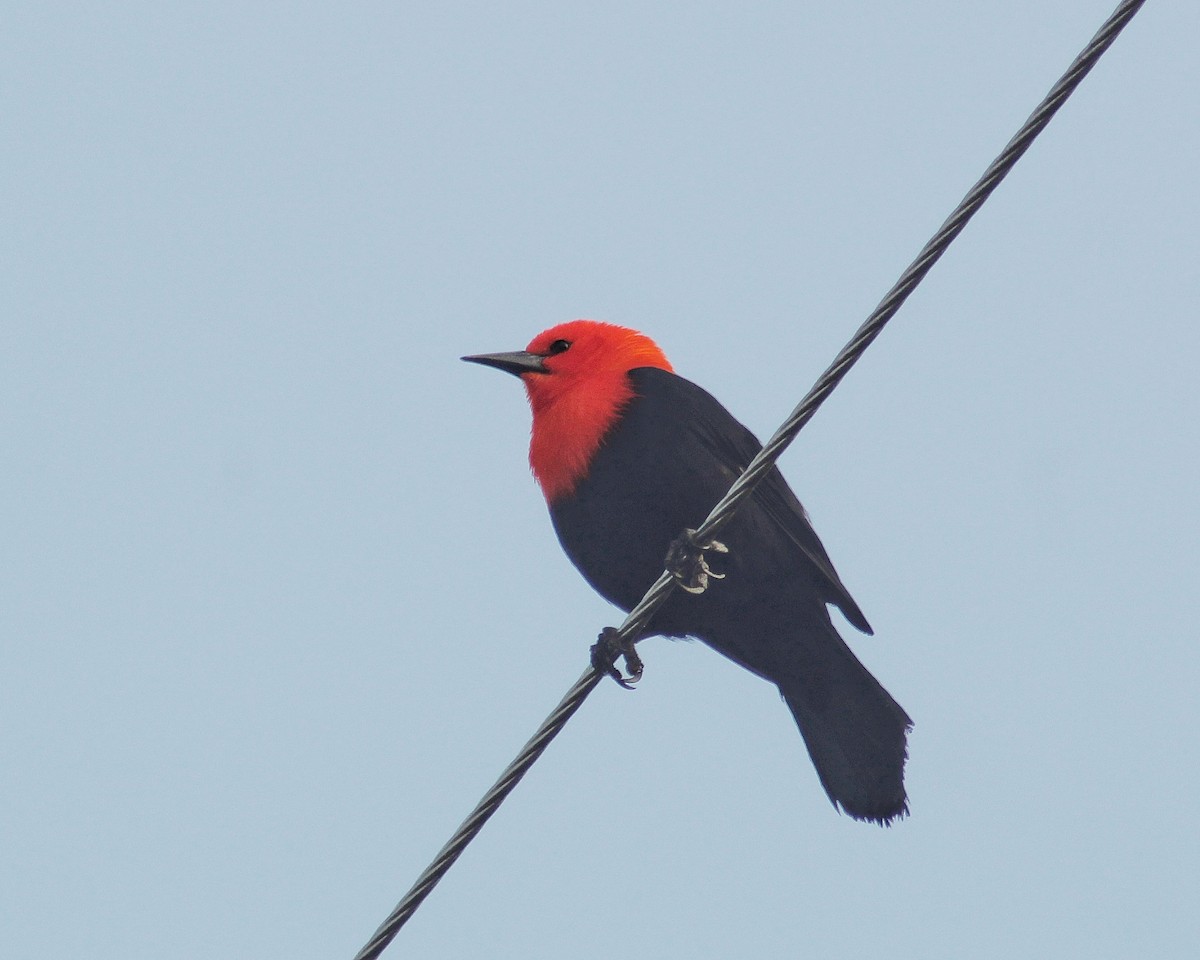 Scarlet-headed Blackbird - ML641807550