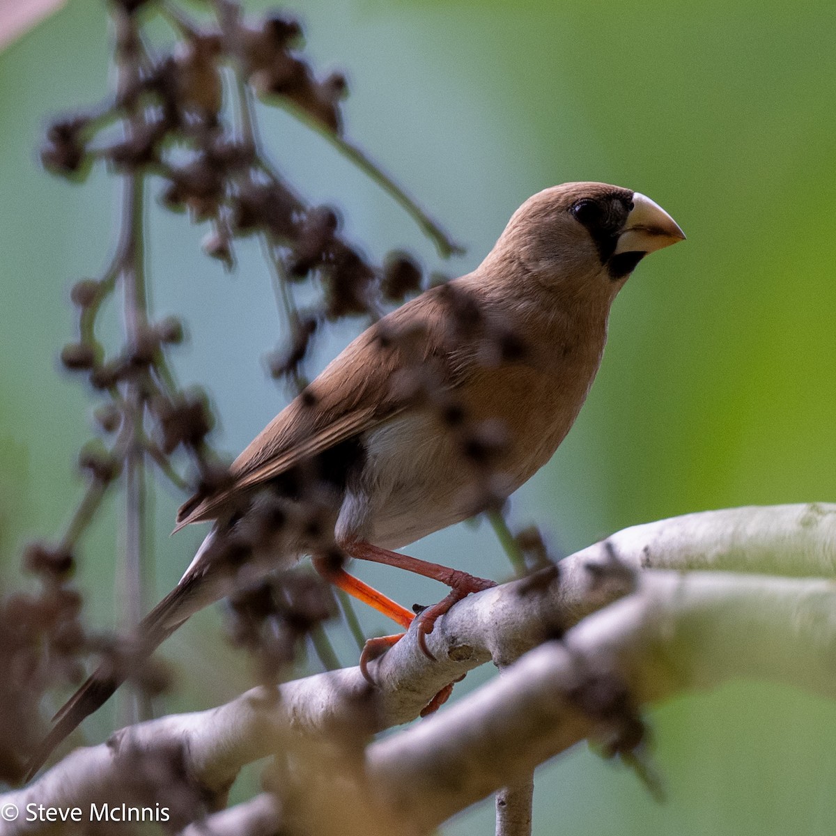 Masked Finch - ML641807561