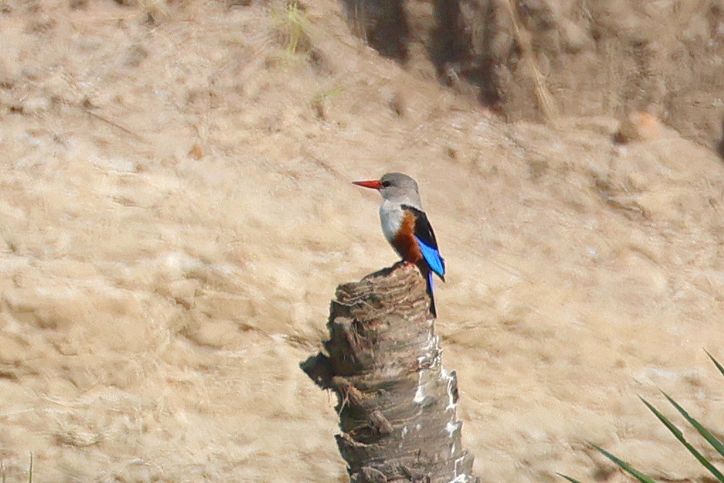 Martin-chasseur à tête grise - ML641807568