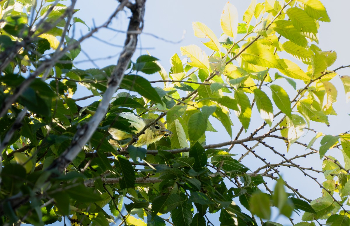 Western Tanager - ML641807575