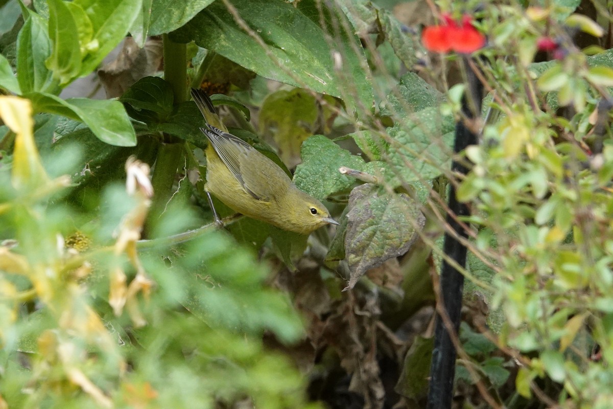 Orange-crowned Warbler - ML641807593