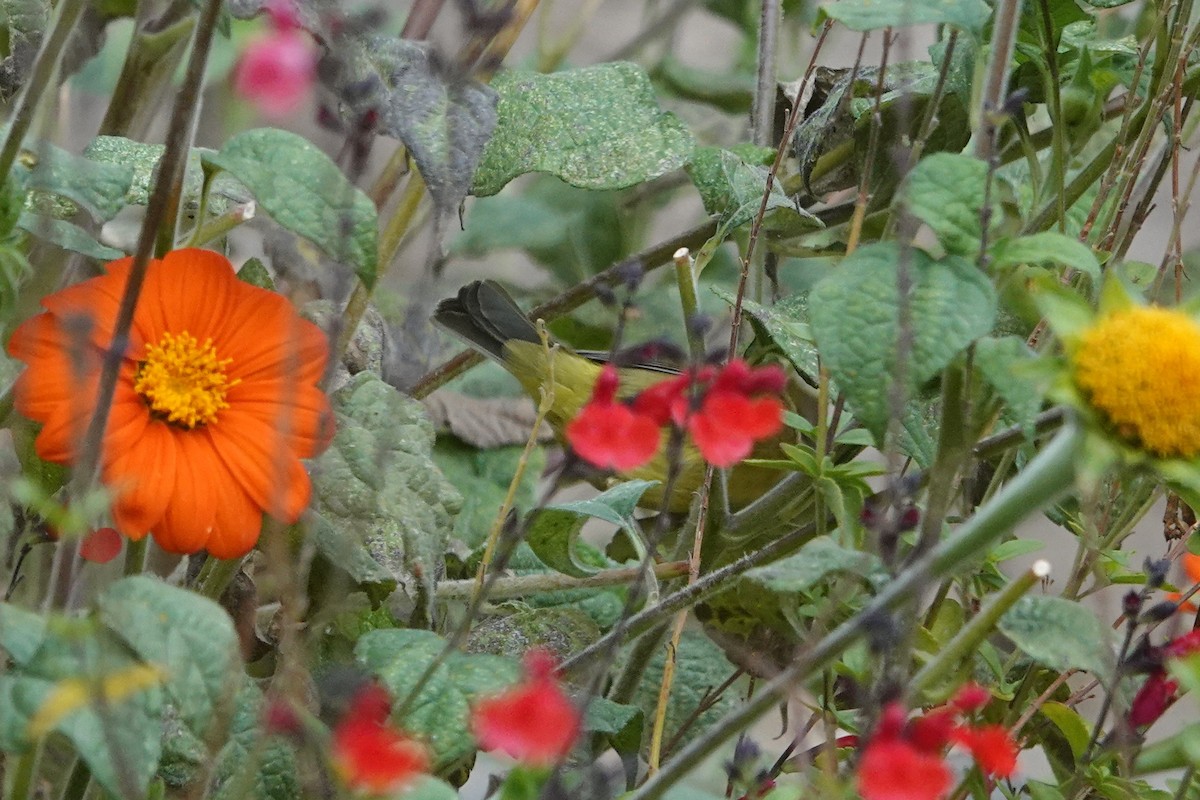 Orange-crowned Warbler - ML641807595