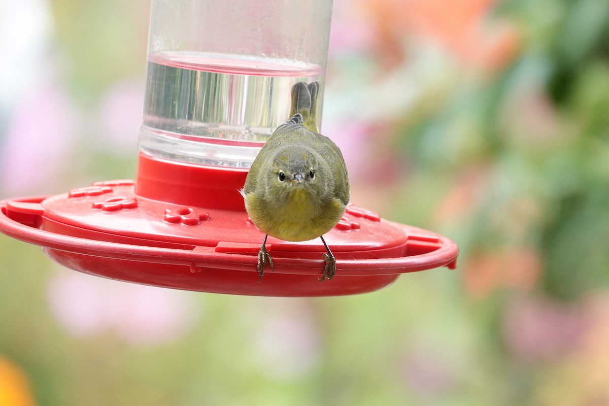 Orange-crowned Warbler - ML641807596