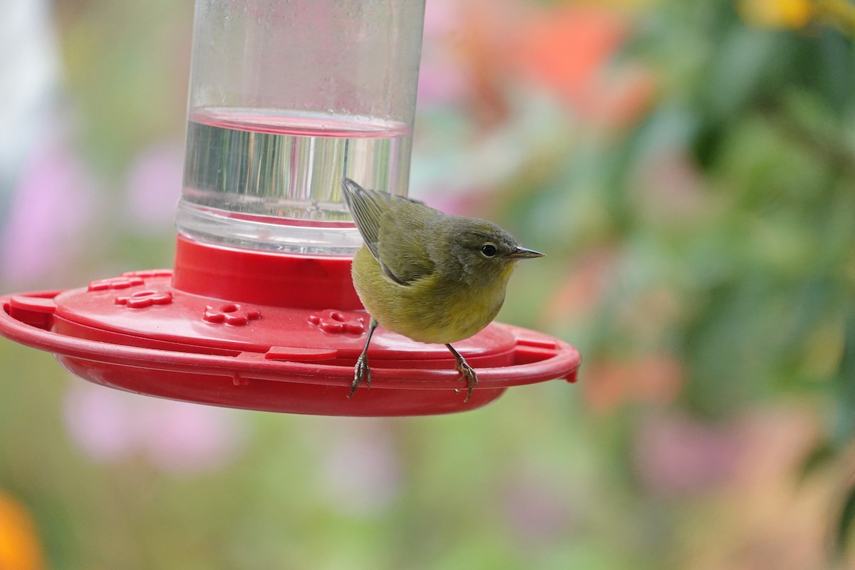 Orange-crowned Warbler - ML641807598