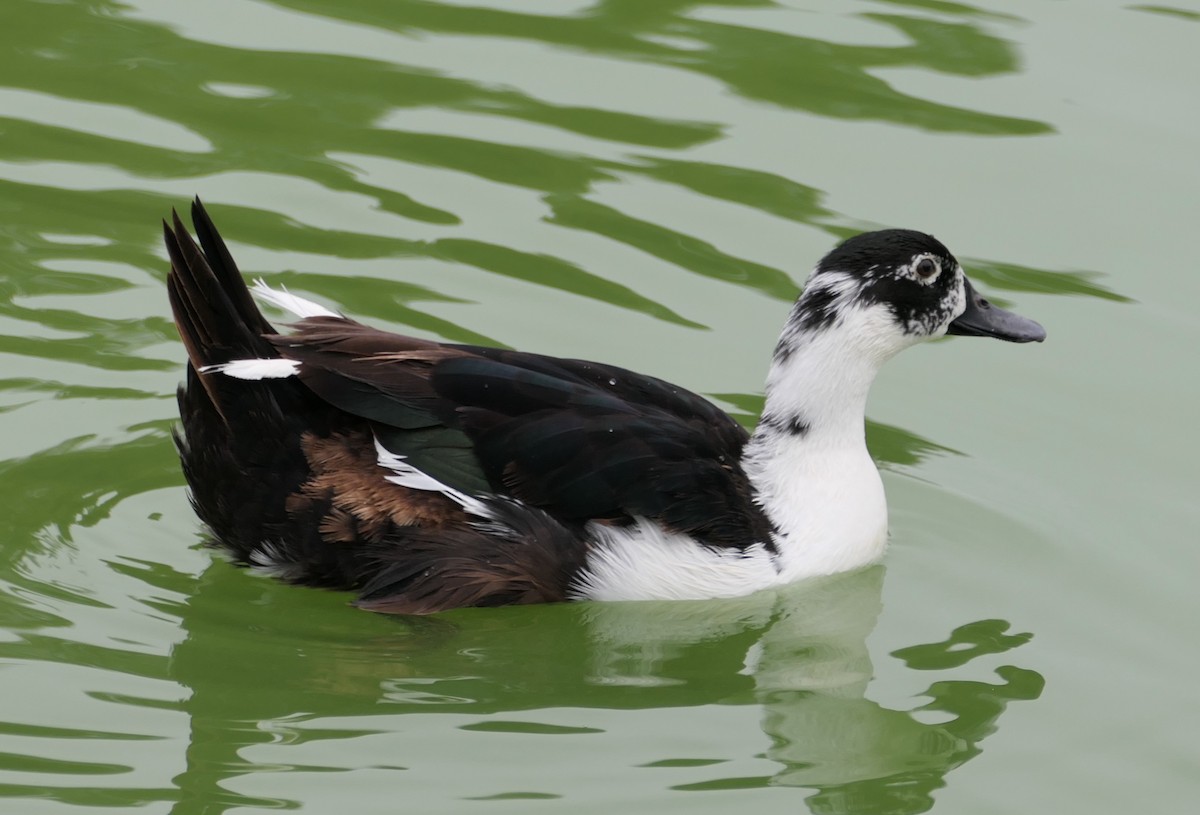 Muscovy Duck (Domestic type) - ML641807612