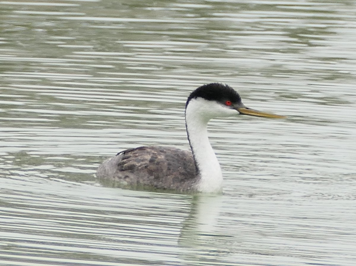 Western Grebe - ML641807640