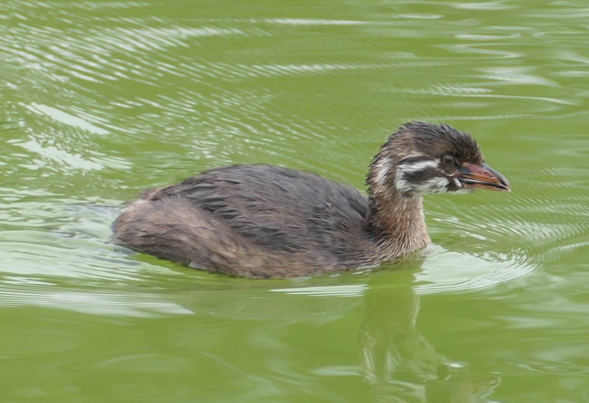 Pied-billed Grebe - ML641807643