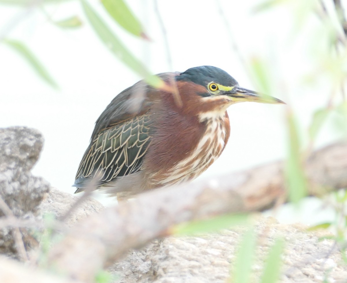 Green Heron - ML641807647