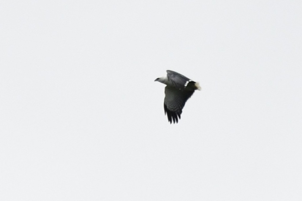 Mantled Hawk - ML641807677