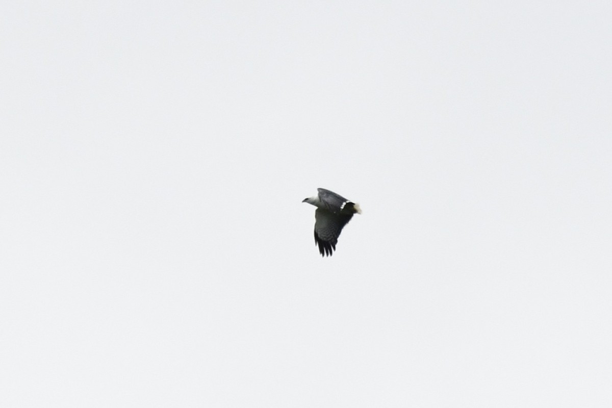 Mantled Hawk - ML641807678