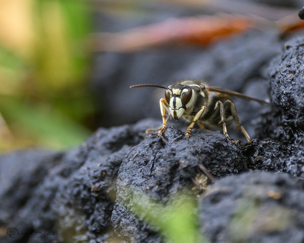 Bald-faced Hornet - ML641807724