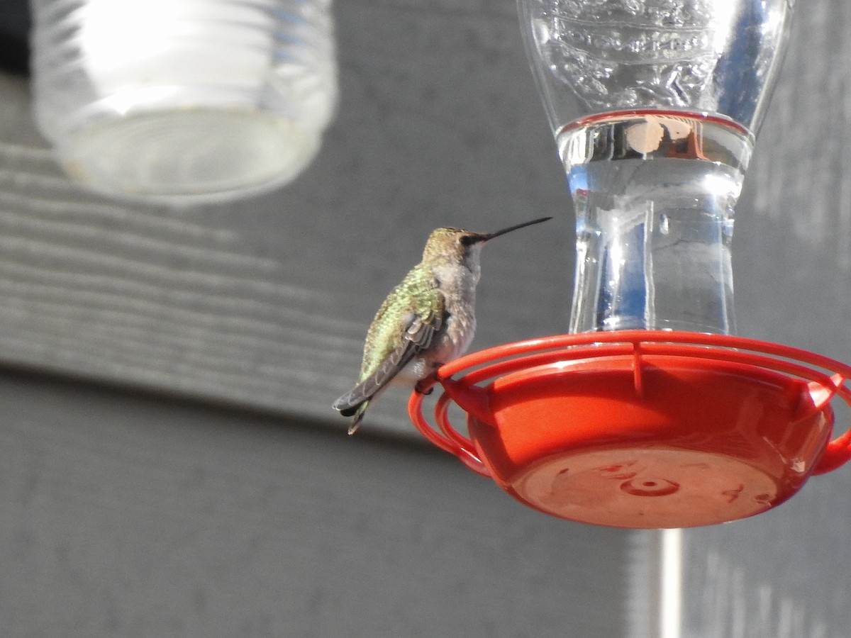 Black-chinned Hummingbird - ML641807743