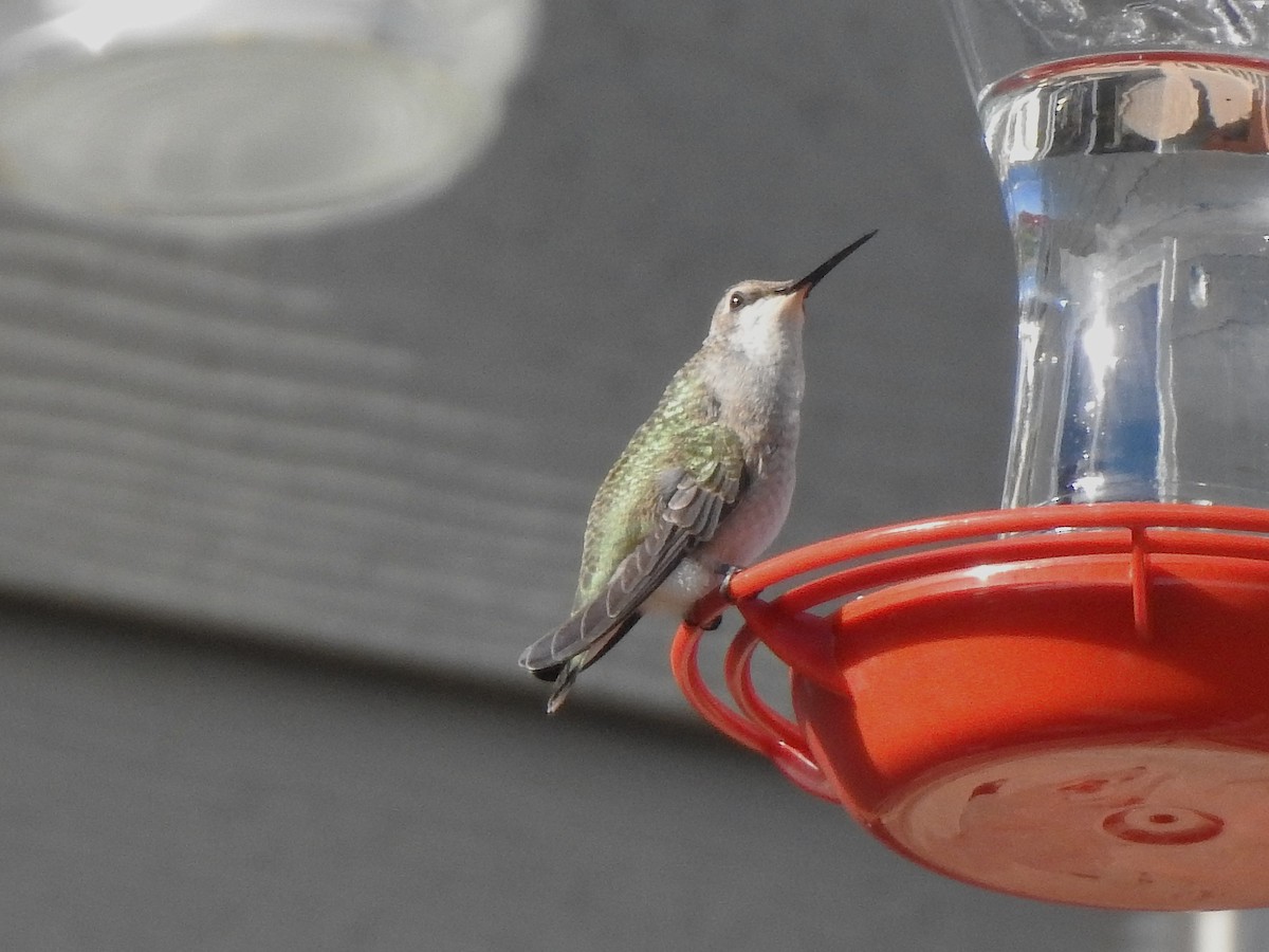 Black-chinned Hummingbird - ML641807756