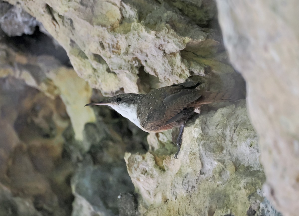 Canyon Wren - ML641807773