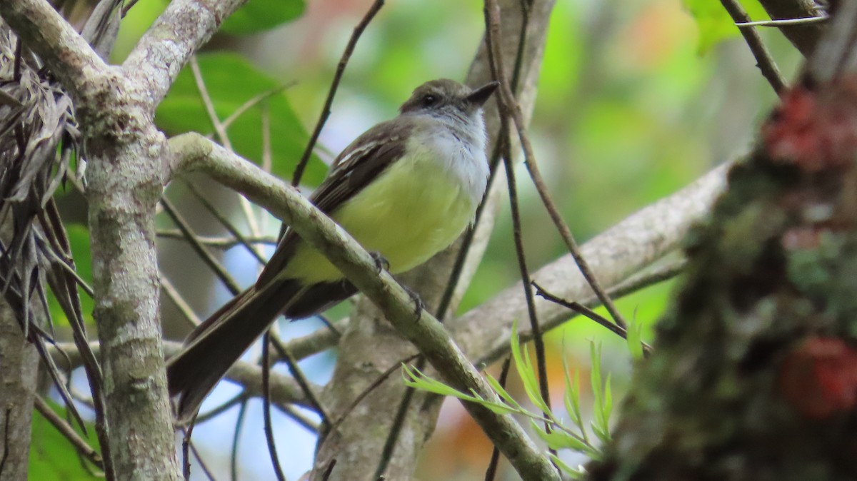Pale-edged Flycatcher - ML641807774