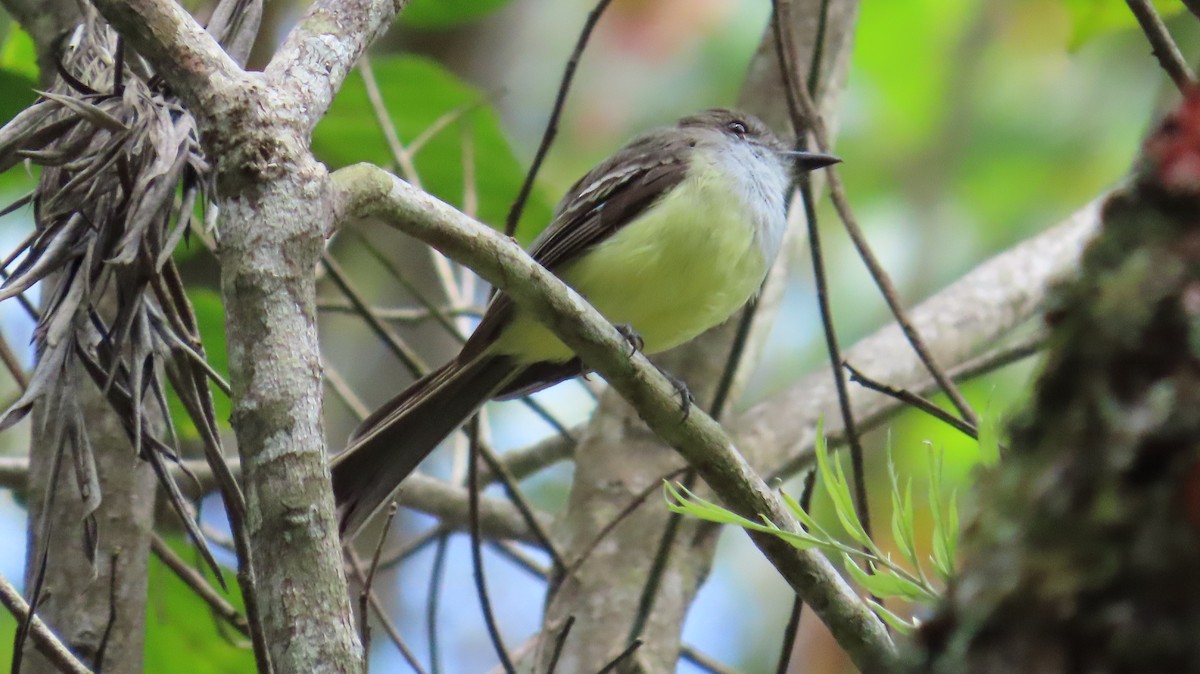 Pale-edged Flycatcher - ML641807780
