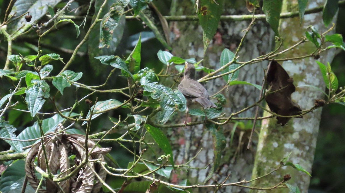 Spectacled Thrush - ML641807849
