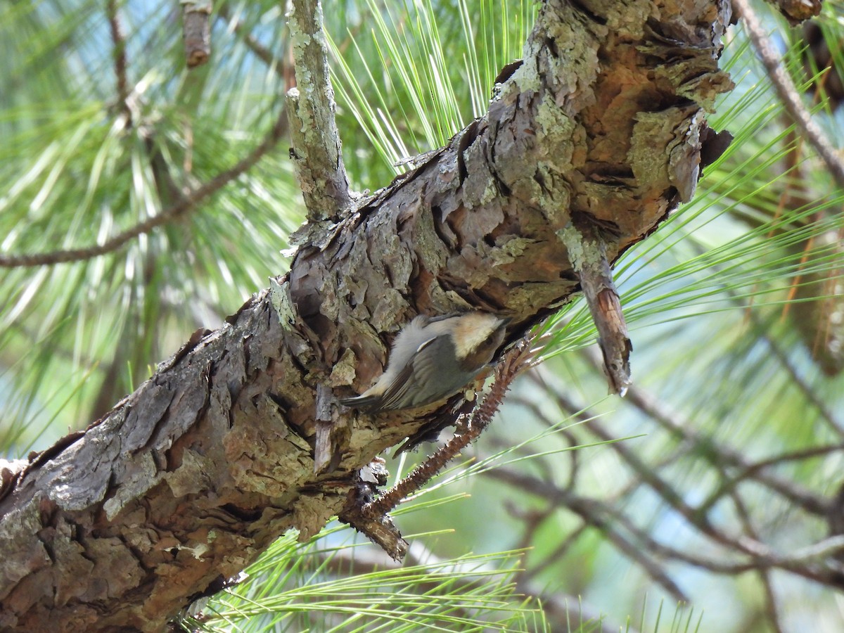 Brown-headed Nuthatch - ML641807859