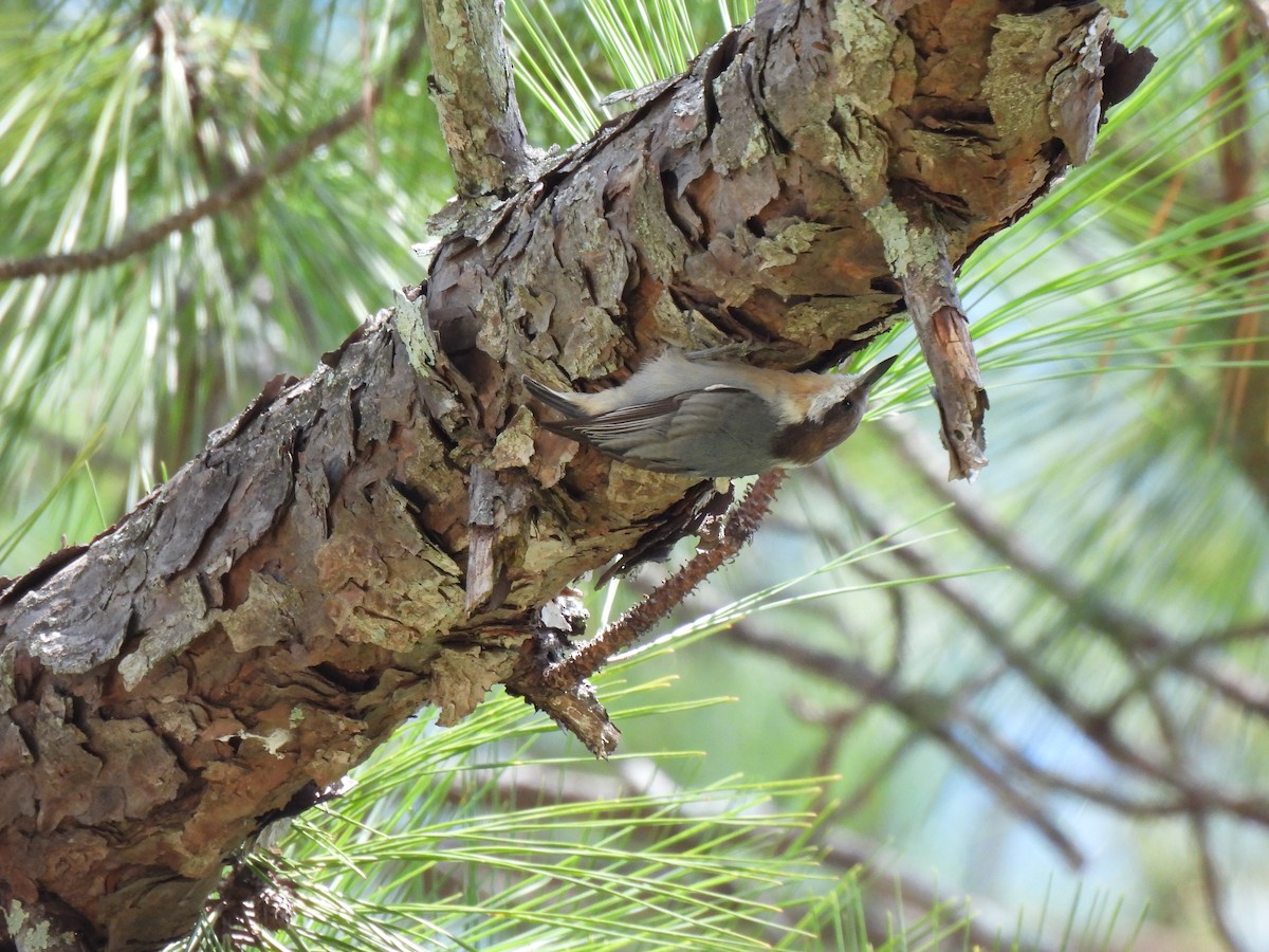Brown-headed Nuthatch - ML641807860
