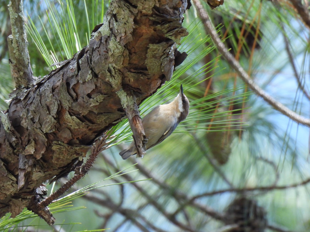 Brown-headed Nuthatch - ML641807861