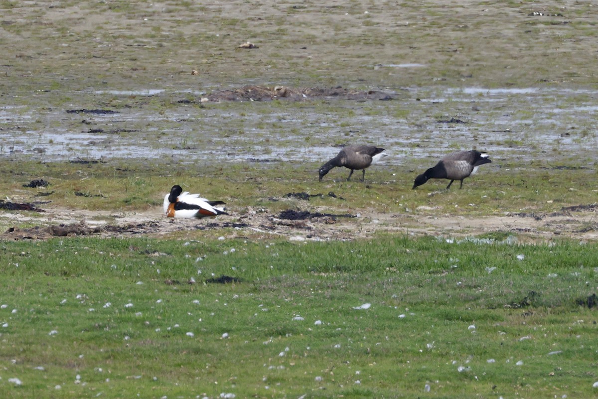Brant - ML641807871