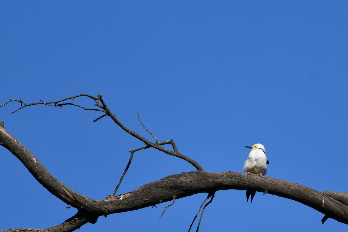 White Woodpecker - ML641807884