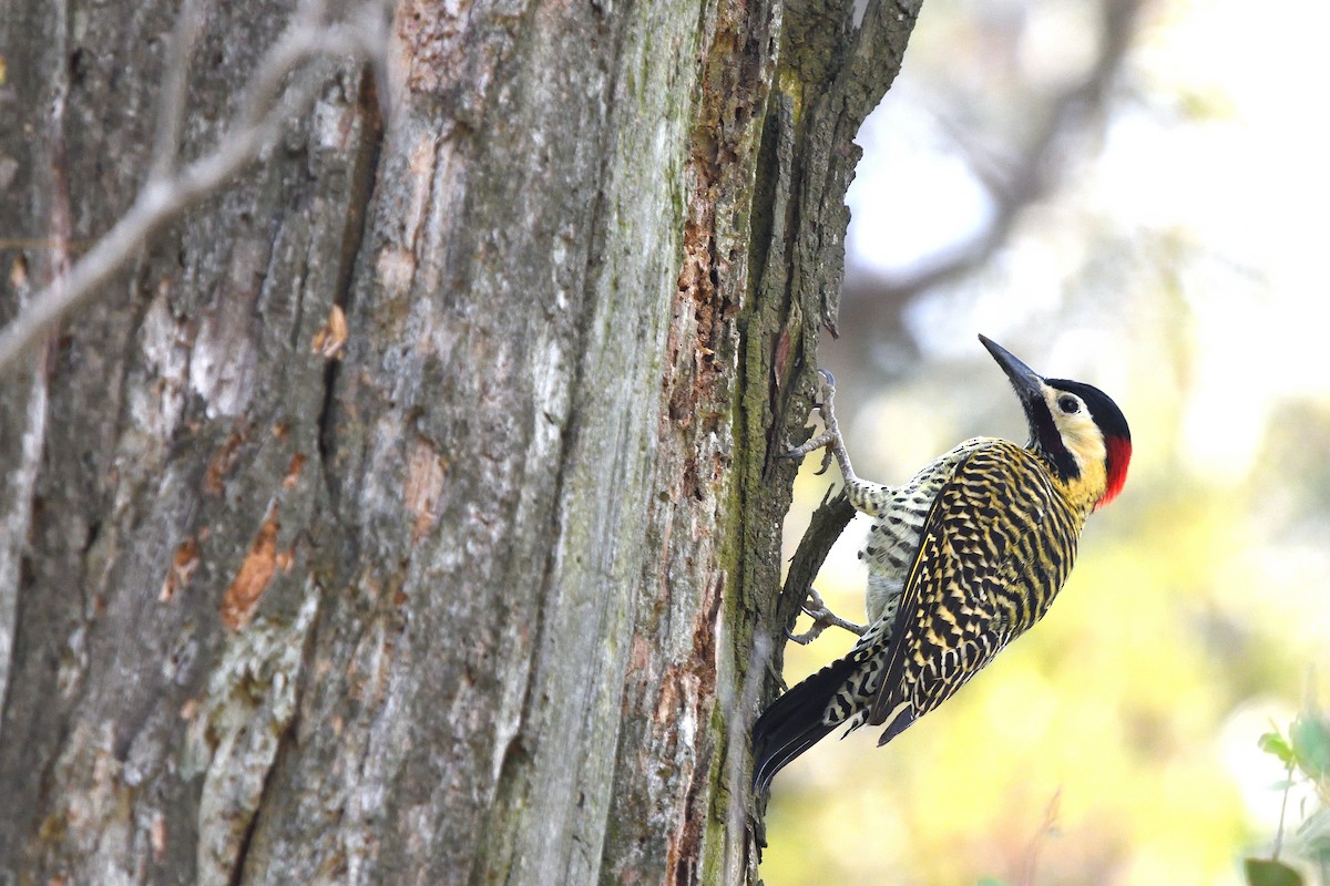Green-barred Woodpecker - ML641807891