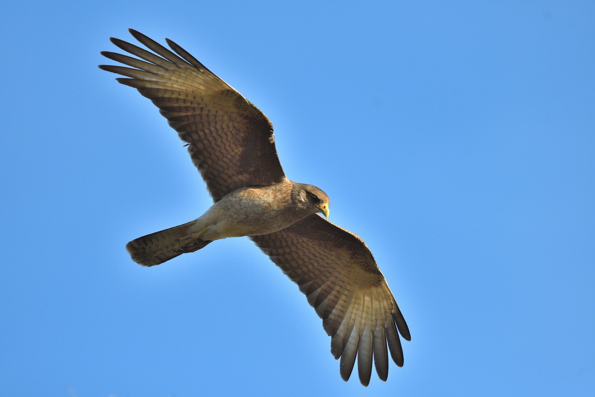 Chimango Caracara - ML641807899
