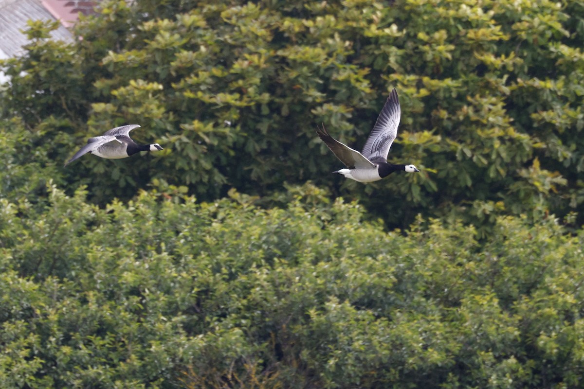 Barnacle Goose - ML641807916