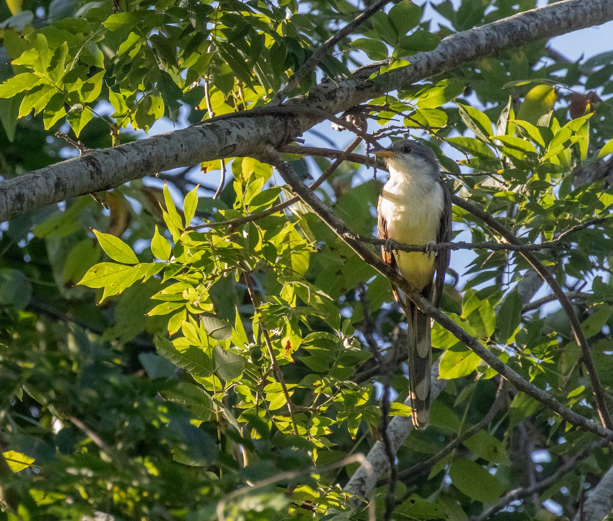 Yellow-billed Cuckoo - ML641807949