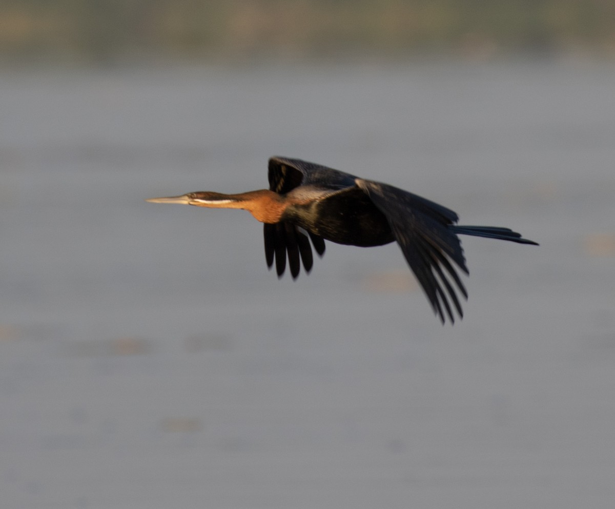 African Darter - ML641807956