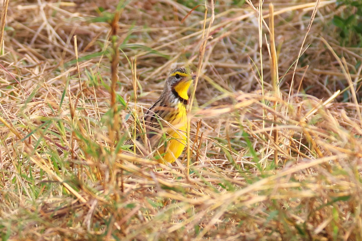 Yellow-throated Longclaw - ML641807966