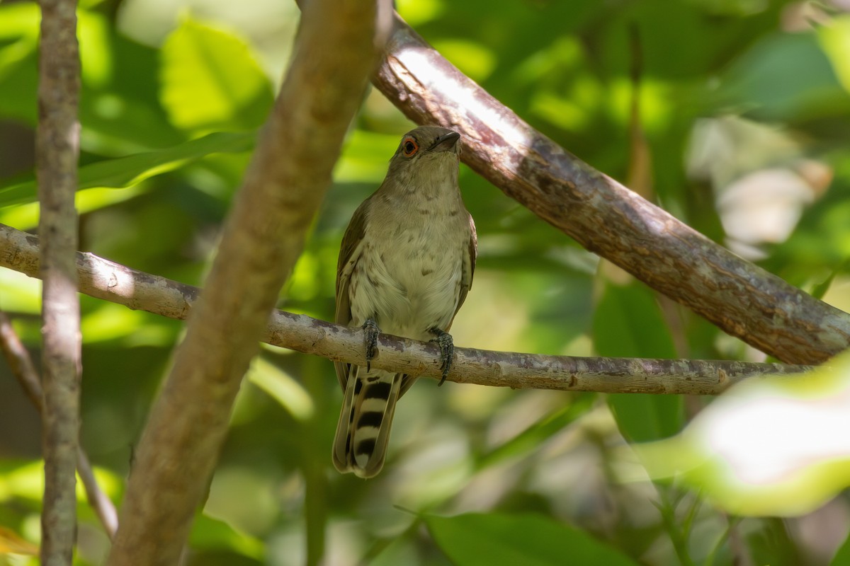 Little Bronze-Cuckoo - ML641807970
