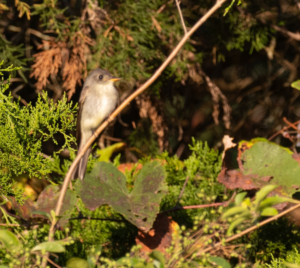 Eastern Wood-Pewee - ML641807973