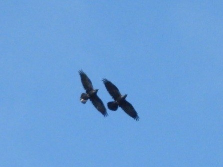 Common Raven - ML641807985