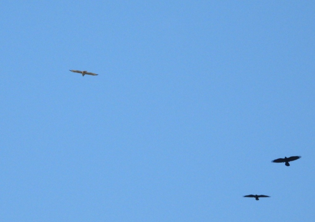 Common Raven - ML641807986