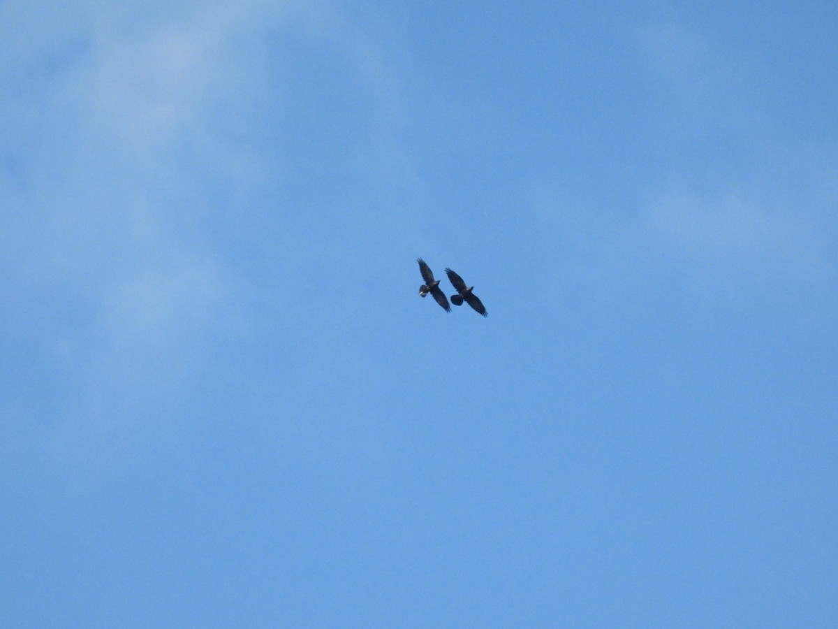 Common Raven - ML641807987
