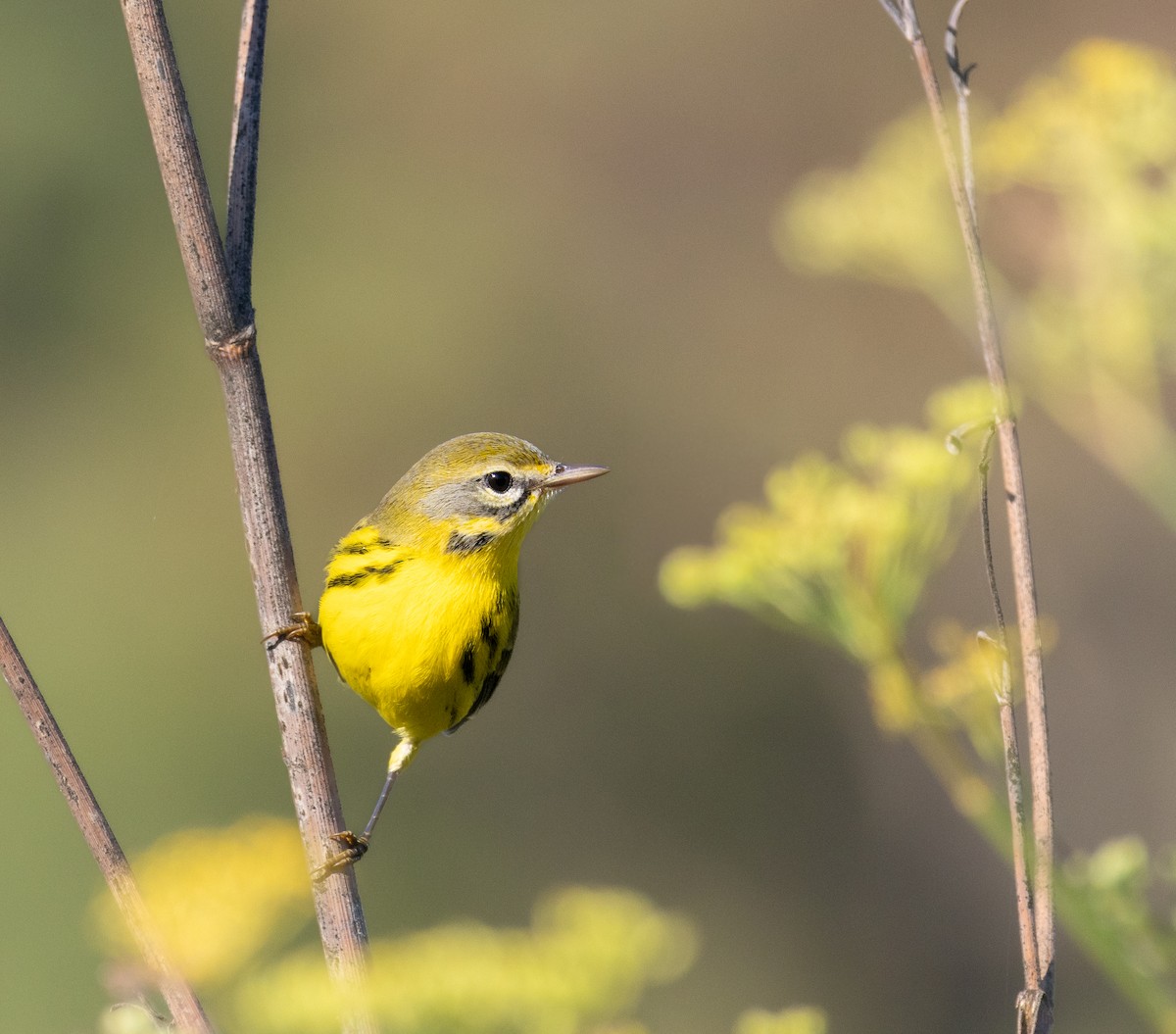 Prairie Warbler - ML641808000