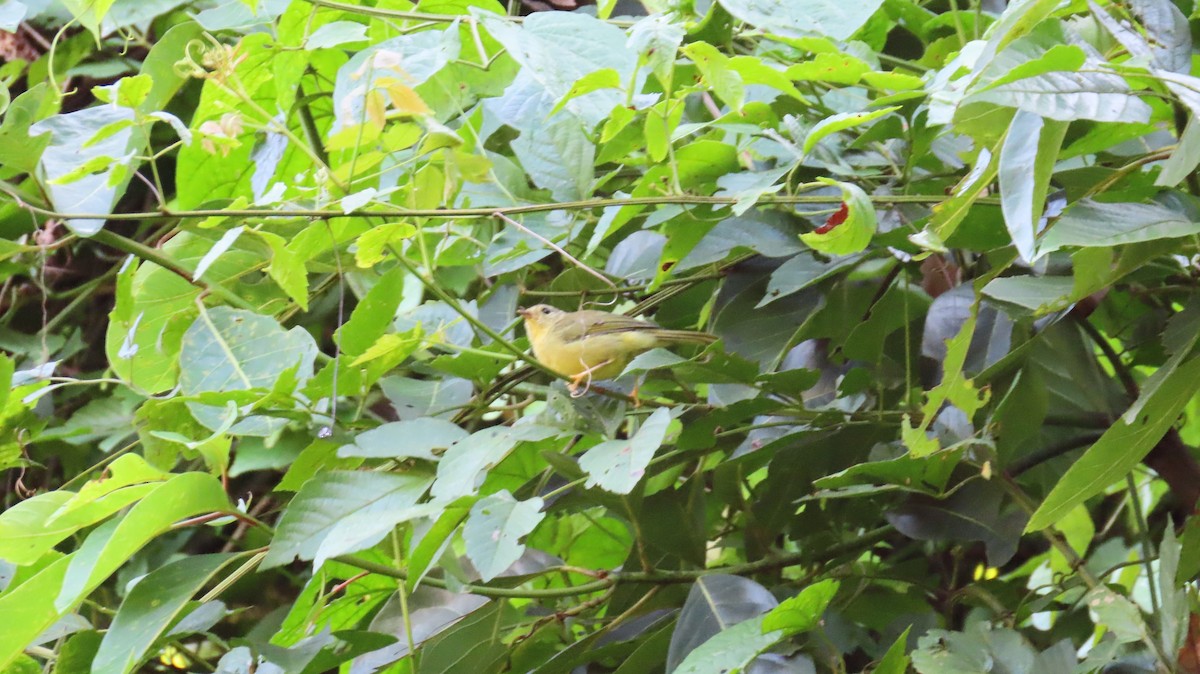 Paruline triligne - ML641808012