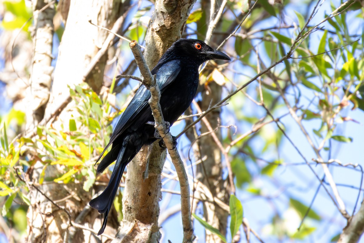 Spangled Drongo - ML641808022