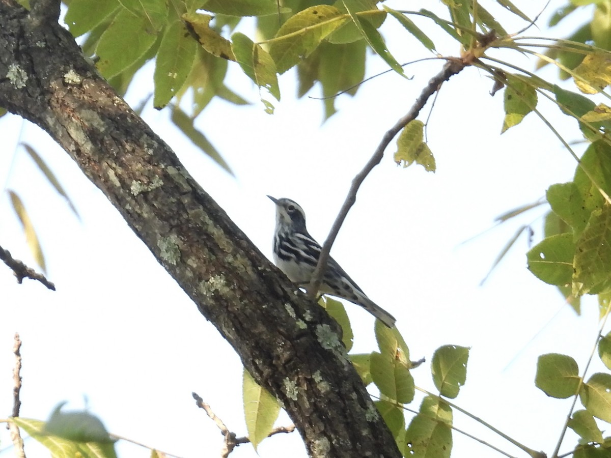 Paruline noir et blanc - ML641808024