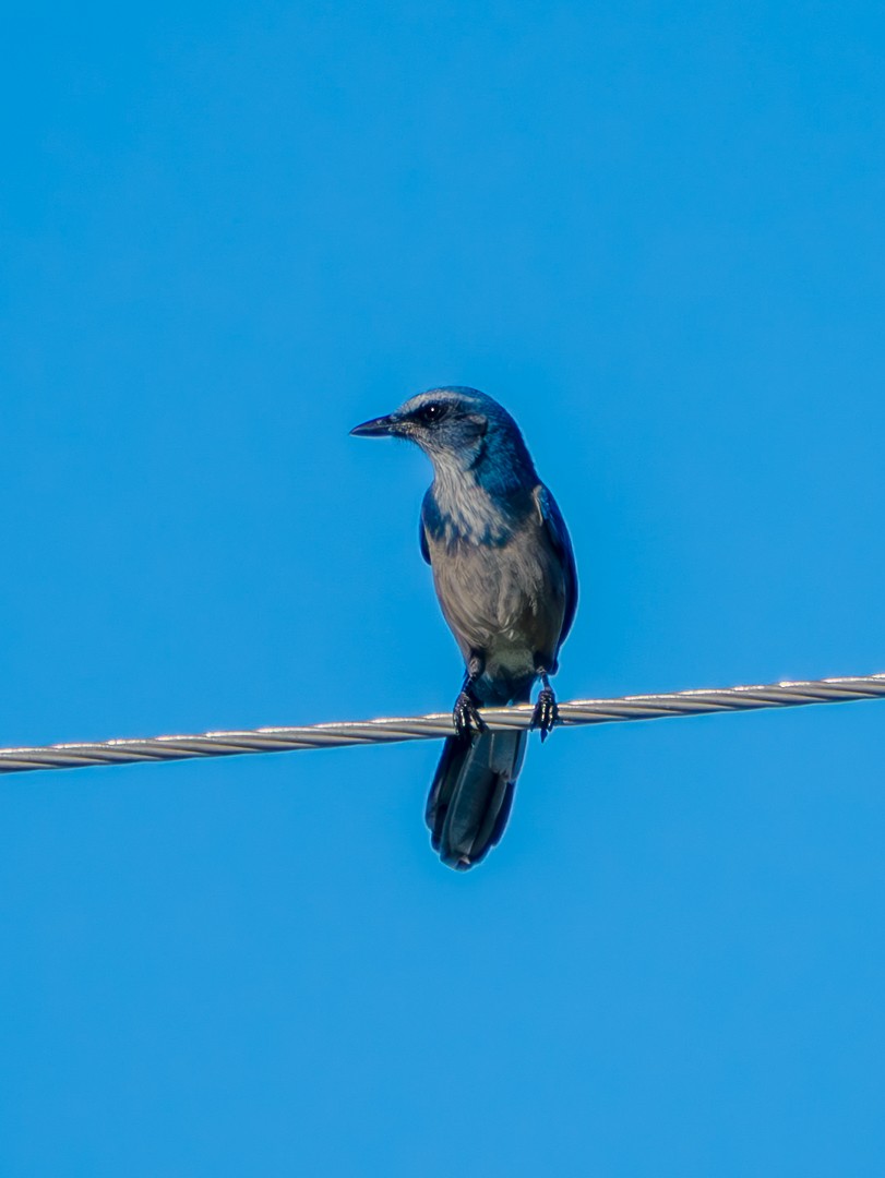 Florida Scrub-Jay - ML641808032