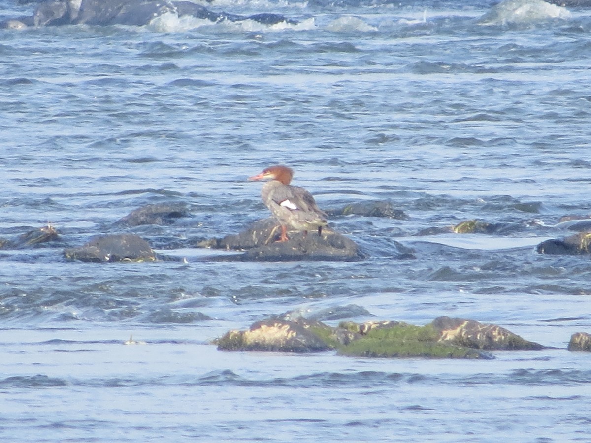 Common Merganser - ML641808060