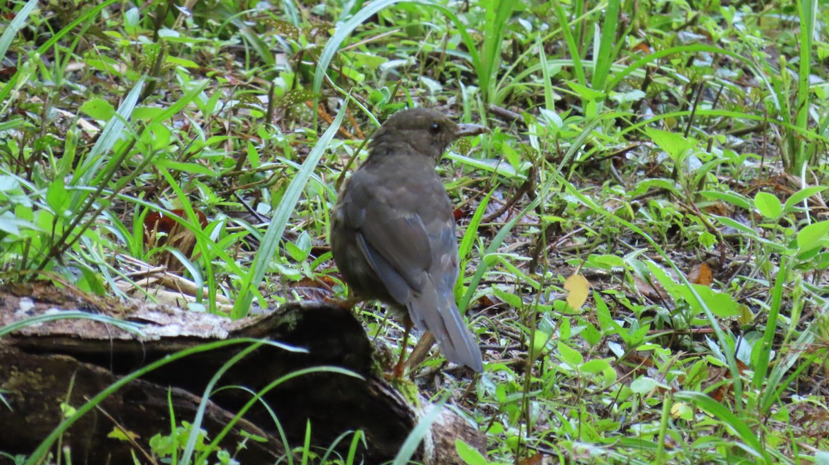 Glossy-black Thrush - ML641808062