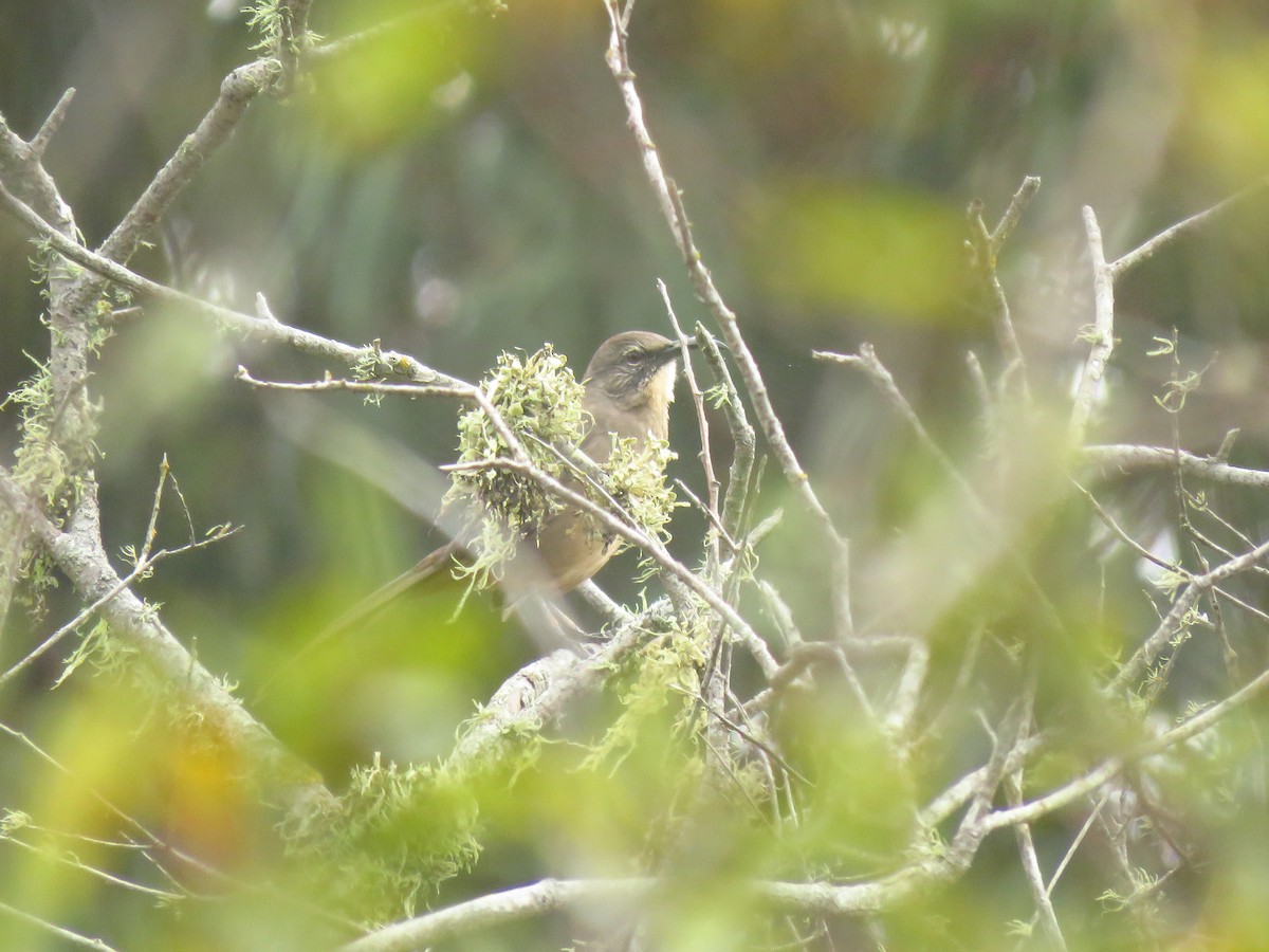 California Thrasher - ML641808063