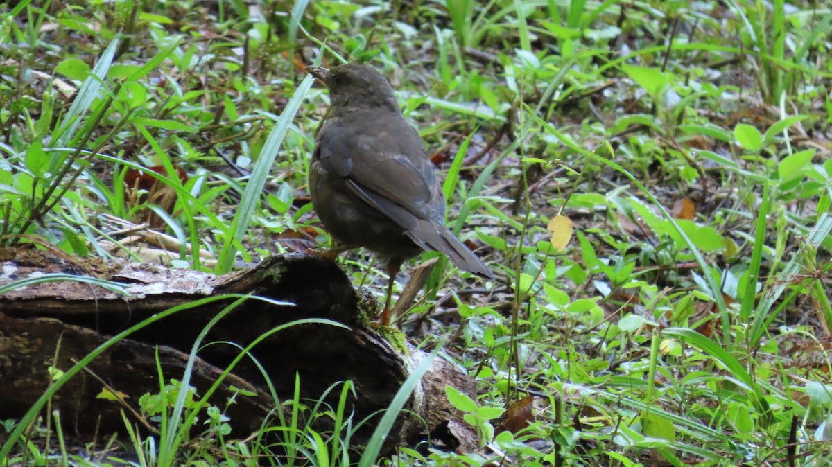 Glossy-black Thrush - ML641808065