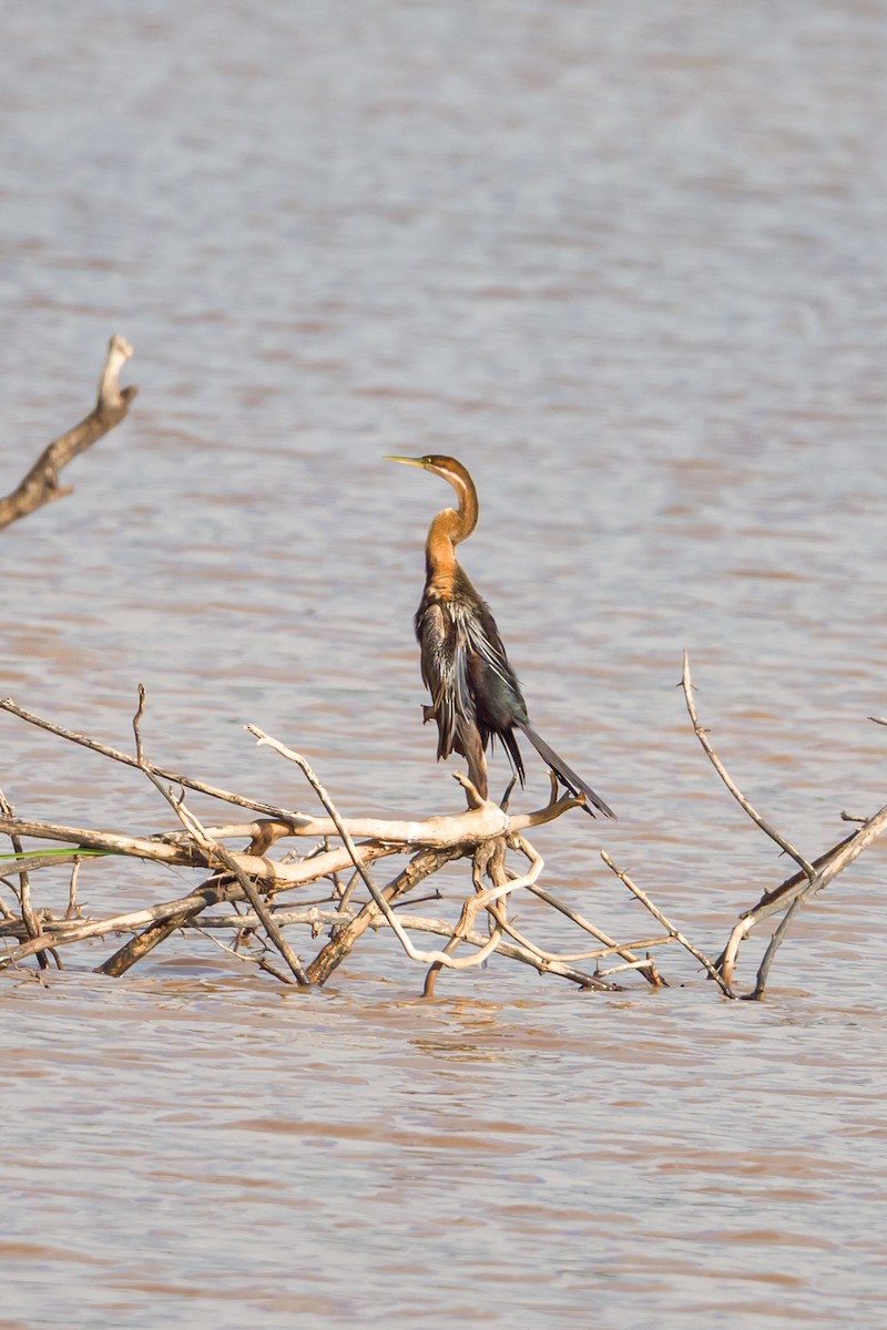 African Darter - ML641808079