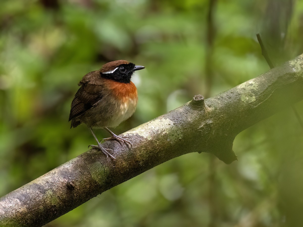 Chestnut-belted Gnateater - ML641808082