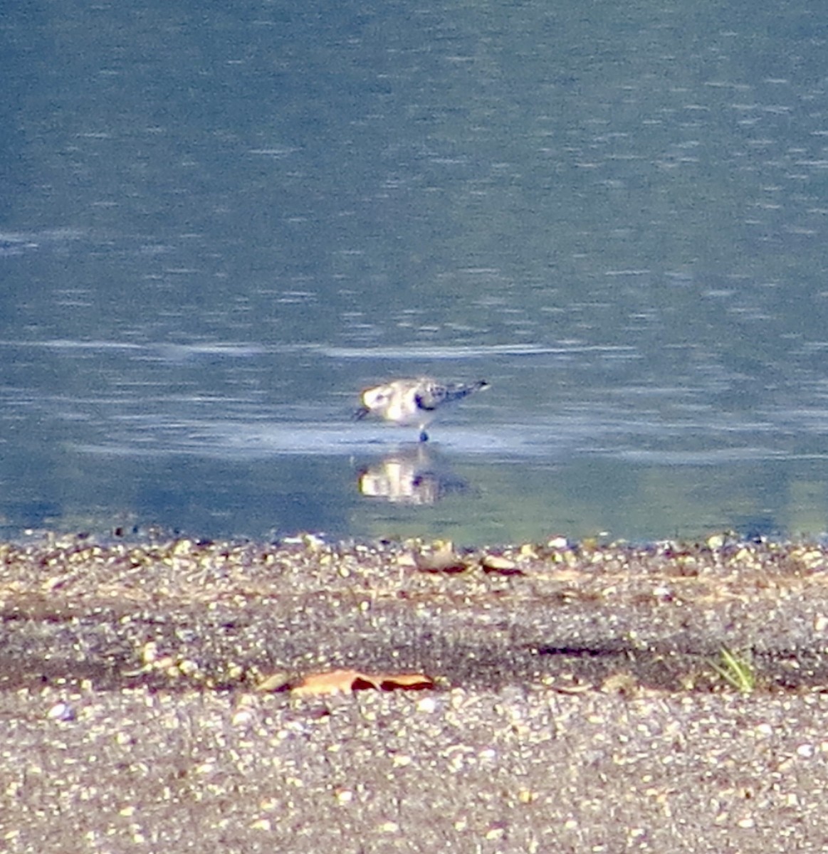 Sanderling - ML641808085